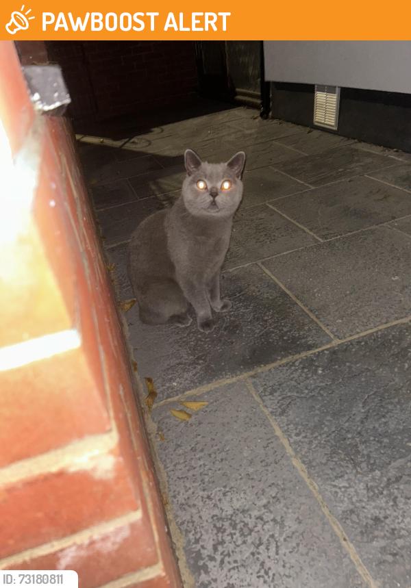 Found/Stray Female Cat last seen Near wanlip road, Greater London, England E13 8QP