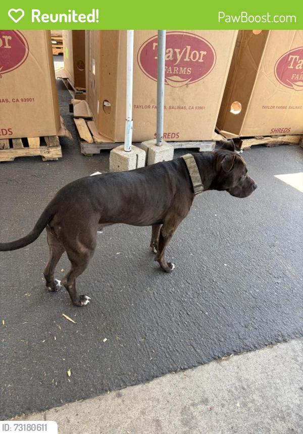 Reunited Male Dog last seen Kurtz, San Diego, CA 92110