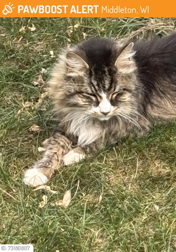 Found/Stray Unknown Cat last seen Donna dr and Meadowbrook ln, Middleton, WI 53562