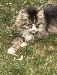 Found/Stray Unknown Cat last seen Donna dr and Meadowbrook ln, Middleton, WI 53562