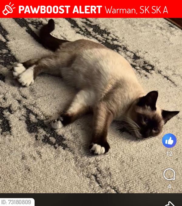 Lost Male Cat last seen By streets or the back alley of hogan way in warman, Warman, SK S0K 0A1