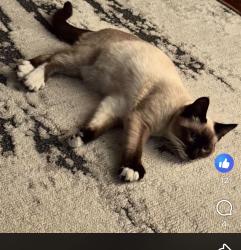 Lost Male Cat last seen By streets or the back alley of hogan way in warman, Warman, SK S0K 0A1