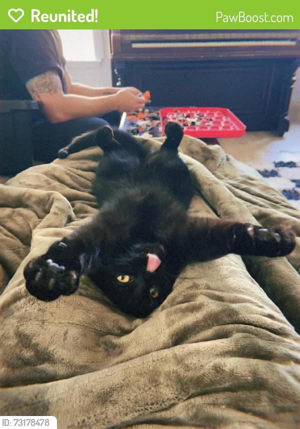 Reunited Male Cat last seen Near W Misty Dr, Meridian, ID 83646, USA, Meridian, ID 83646