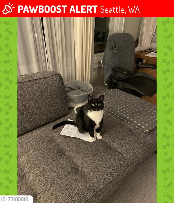 Lost Female Cat last seen 35thW and Viewmont Way, Seattle, WA 98199