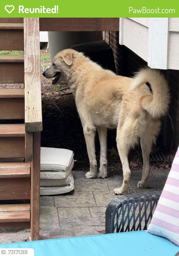 Reunited Male Dog last seen Mountain Laurel Dr, Raleigh, NC, Laurel Grove, NC 27603