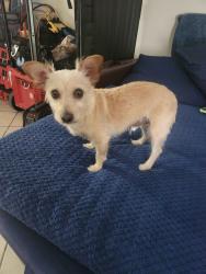 Reunited Male Dog last seen Cimarron and Spring Mtn, Las Vegas, NV 89147