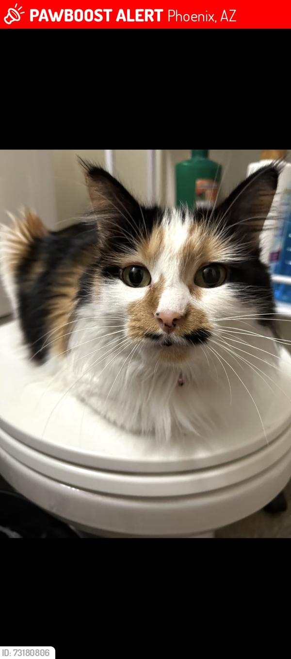 Lost Female Cat last seen Pima and 15th ave, Phoenix, AZ 85007