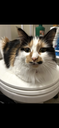 Lost Female Cat last seen Pima and 15th ave, Phoenix, AZ 85007