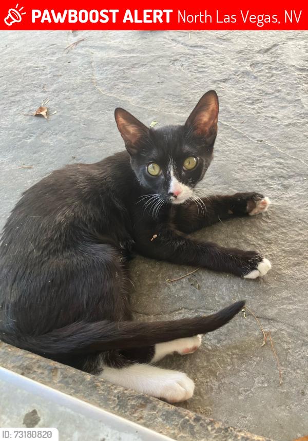 Lost Female Cat last seen Near Gullwing Ln craig and north 5th, North Las Vegas, NV 89081