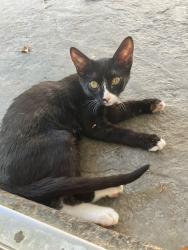 Lost Female Cat last seen Near Gullwing Ln craig and north 5th, North Las Vegas, NV 89081