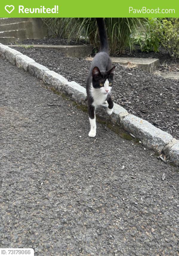 Reunited Unknown Cat last seen hse, Suffern, NY 10901