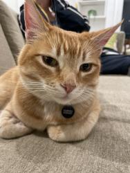 Lost Male Cat last seen Santa Ana Ave. and Mesa Dr., Costa Mesa, CA 92627