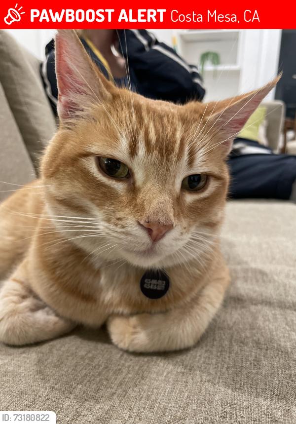 Lost Male Cat last seen Santa Ana Ave. and Mesa Dr., Costa Mesa, CA 92627