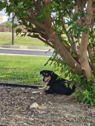 Found/Stray Female Dog last seen Hanging out by Burlington sign, San Antonio, TX 78223