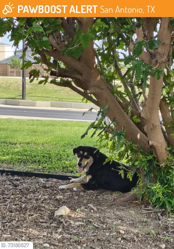 Found/Stray Female Dog last seen Hanging out by Burlington sign, San Antonio, TX 78223