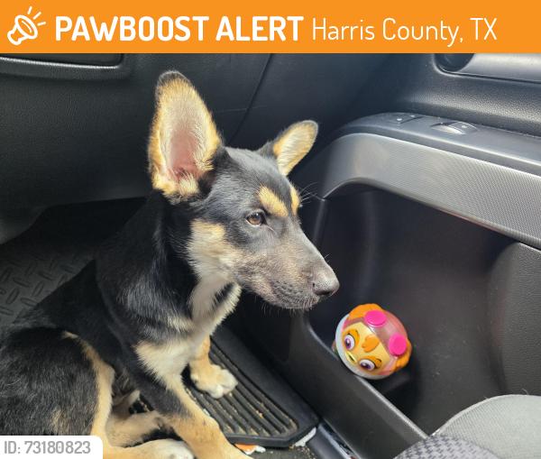 Found/Stray Male Dog last seen Chaseloch street, by the northstar Montessori school, Harris County, TX 77379