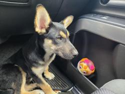 Found/Stray Male Dog last seen Chaseloch street, by the northstar Montessori school, Harris County, TX 77379