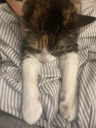 Reunited Female Cat last seen under parked cars, Worcester, MA 01602