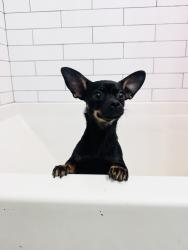 Found/Stray Female Dog last seen Sheridan and 5th Pl, Tulsa, OK 74112