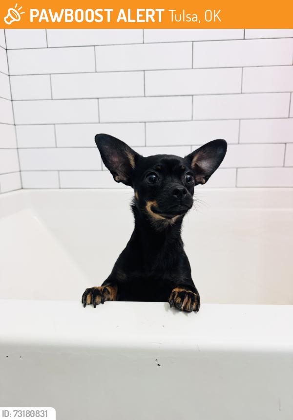 Found/Stray Female Dog last seen Sheridan and 5th Pl, Tulsa, OK 74112