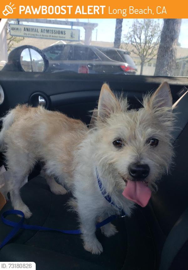 Found/Stray Male Dog last seen Carson & Cherry, near Ralph's grocery store parking lot., Long Beach, CA 90807