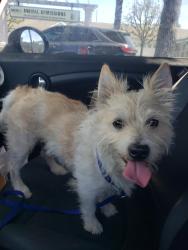 Found/Stray Male Dog last seen Carson & Cherry, near Ralph's grocery store parking lot., Long Beach, CA 90807