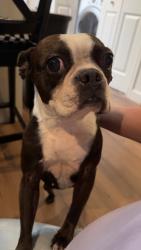 Found/Stray Female Dog last seen Tarelton street, Midland, TX 79701