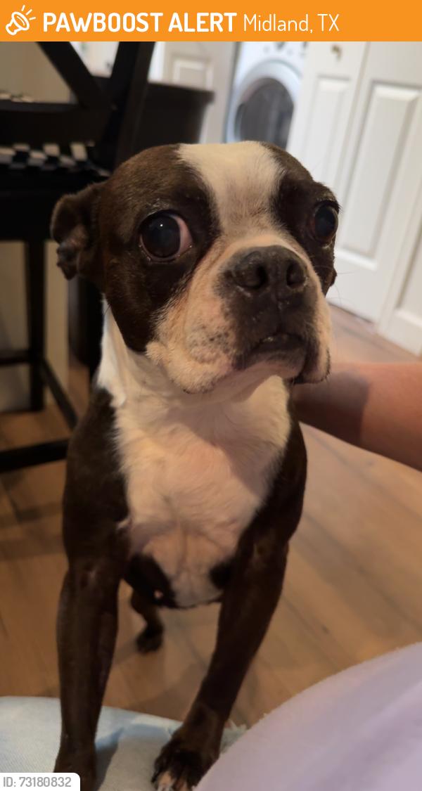 Found/Stray Female Dog last seen Tarelton street, Midland, TX 79701