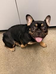 Shelter Stray Female Dog last seen Near Seville, 4th District, OH, 9203 Detroit Ave, Cleveland, OH 44102, USA