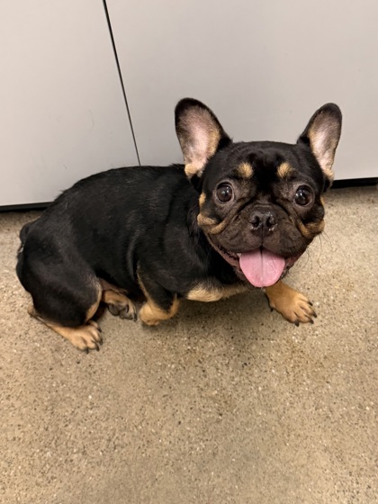 Shelter Stray Female Dog last seen Near Seville, 4th District, OH, 9203 Detroit Ave, Cleveland, OH 44102, USA
