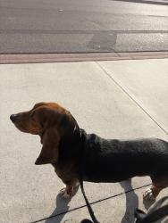 Found/Stray Female Dog last seen St.pete beach -dolphin shopping center, St. Petersburg, FL 33716