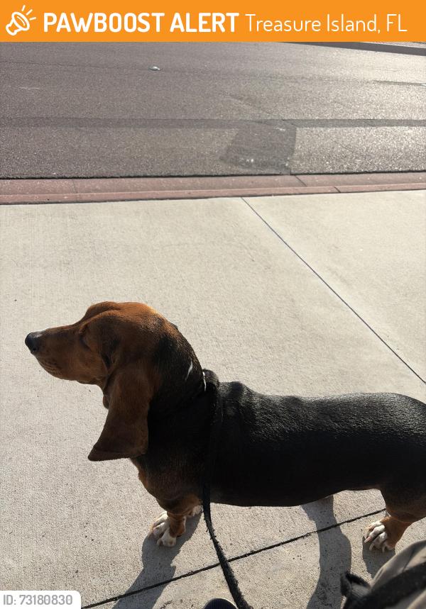 Found/Stray Female Dog last seen St.pete beach -dolphin shopping center, St. Petersburg, FL 33716