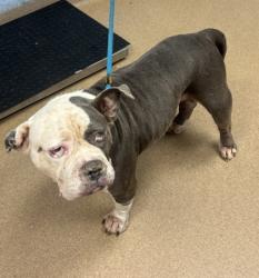Shelter Stray Female Dog last seen Near Laura Place, 30038, GA, 3280 Chamblee Dunwoody Rd, Chamblee, GA 30341, USA