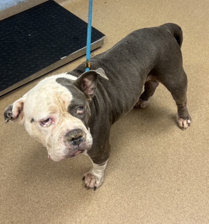 Shelter Stray Female Dog last seen Near Laura Place, 30038, GA, 3280 Chamblee Dunwoody Rd, Chamblee, GA 30341, USA