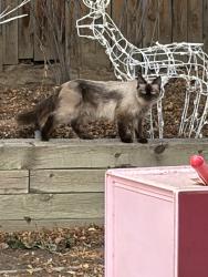 Found/Stray Unknown Cat last seen E Ohio Pl & S Lima St, Aurora, CO 80012