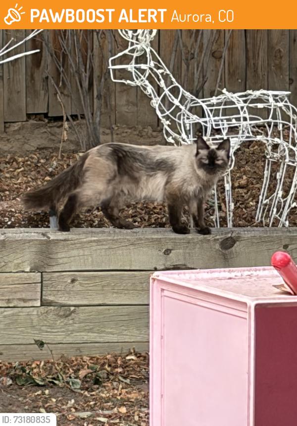 Found/Stray Unknown Cat last seen E Ohio Pl & S Lima St, Aurora, CO 80012