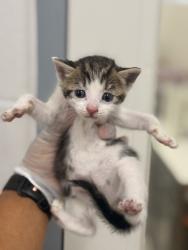 Shelter Stray Unknown Cat last seen Near N Grantley st, 21229, MD, 2490 Giles Rd, Baltimore, MD 21225, USA