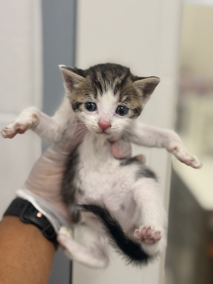 Shelter Stray Unknown Cat last seen Near N Grantley st, 21229, MD, 2490 Giles Rd, Baltimore, MD 21225, USA