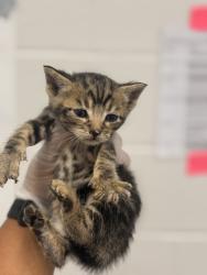 Shelter Stray Male Cat last seen Near N Grantley st, 21229, MD, 2490 Giles Rd, Baltimore, MD 21225, USA