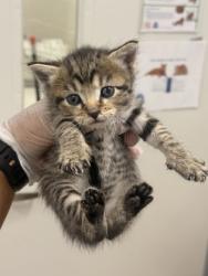 Shelter Stray Male Cat last seen Near N Grantley st, 21229, MD, 2490 Giles Rd, Baltimore, MD 21225, USA