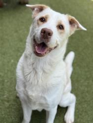 Shelter Stray Male Dog last seen 11251-1423 Alpharetta Highway, Roswell, GA, 1251 Fulton Industrial Blvd NW, Atlanta, GA 30336, USA