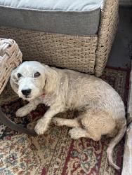 Found/Stray Female Dog last seen MCCARRAGHER ST AND GROVE ST, Wilkes-Barre, PA 18702