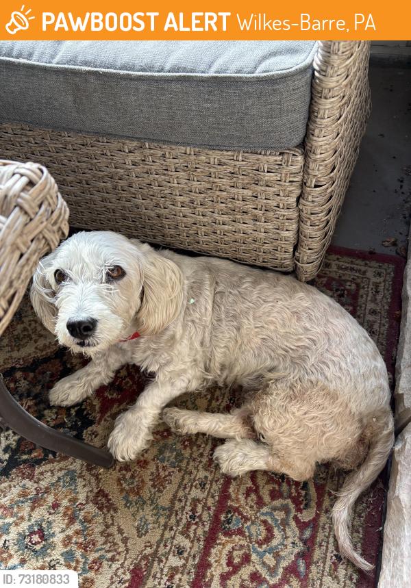 Found/Stray Female Dog last seen MCCARRAGHER ST AND GROVE ST, Wilkes-Barre, PA 18702