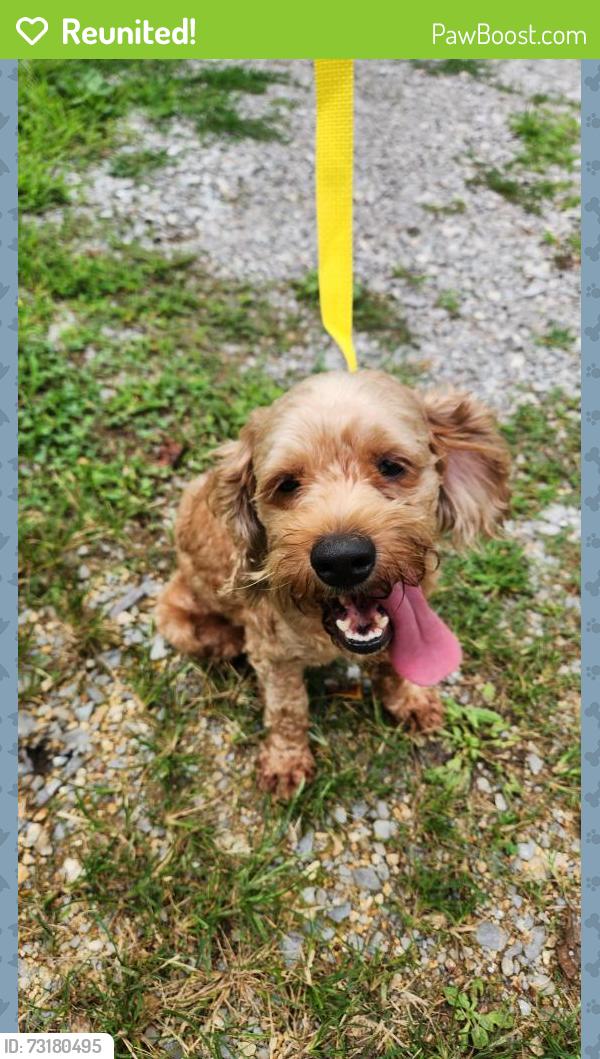 Reunited Male Dog last seen Stony point and hightop road, Knoxville, TN 37914