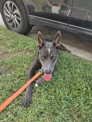 Reunited Female Dog last seen Baron, Houston, TX 77020