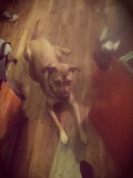 Lost Male Dog last seen Market st and Noe st, sf, ca, San Francisco, CA 94114
