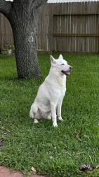 Reunited Male Dog last seen Near crested green drive, Houston, TX 77082