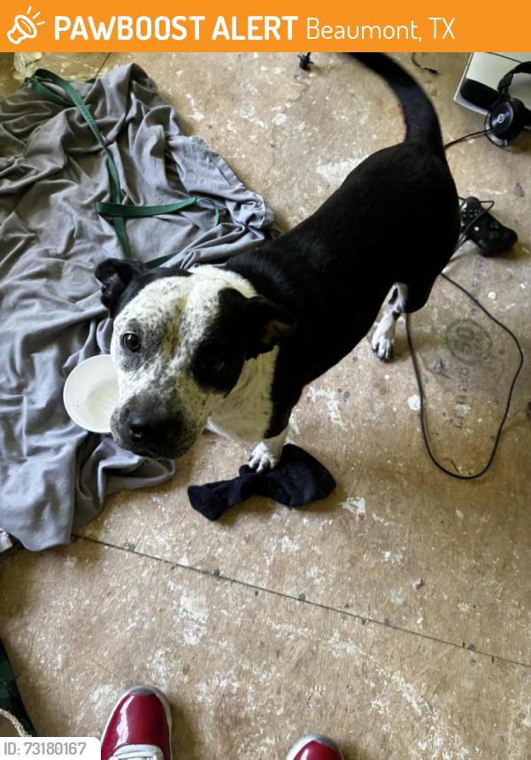 Found/Stray Female Dog last seen Chevron Gas Station, Beaumont, TX 77702