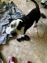 Found/Stray Female Dog last seen Chevron Gas Station, Beaumont, TX 77702