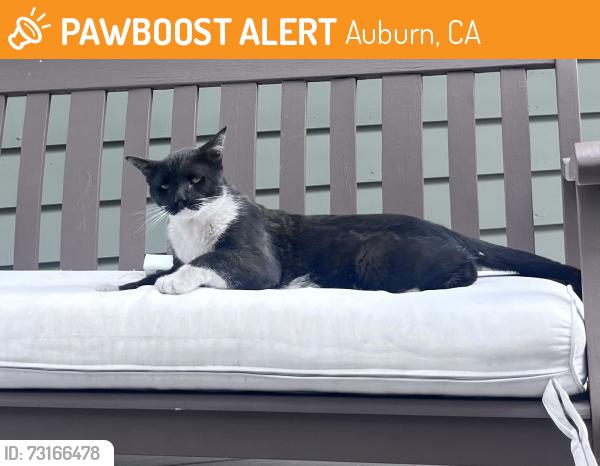 Found/Stray Male Cat last seen Skyridge Elementary School, Auburn, CA 95603